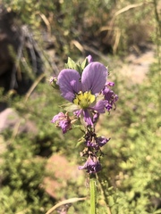 Cleome oxyphylla robusta