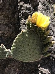 Opuntia leucotricha
