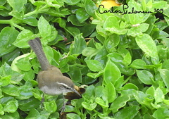 Thryomanes bewickii