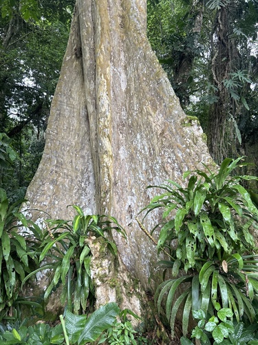 Terminalia oblonga - Whole tree