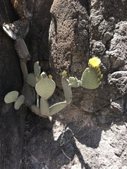 Opuntia leucotricha