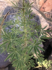 Cleome oxyphylla robusta