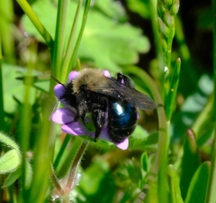 Andrena nigrocaerulea