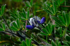 Lupinus polycarpus