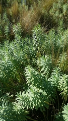 Euphorbia glauca