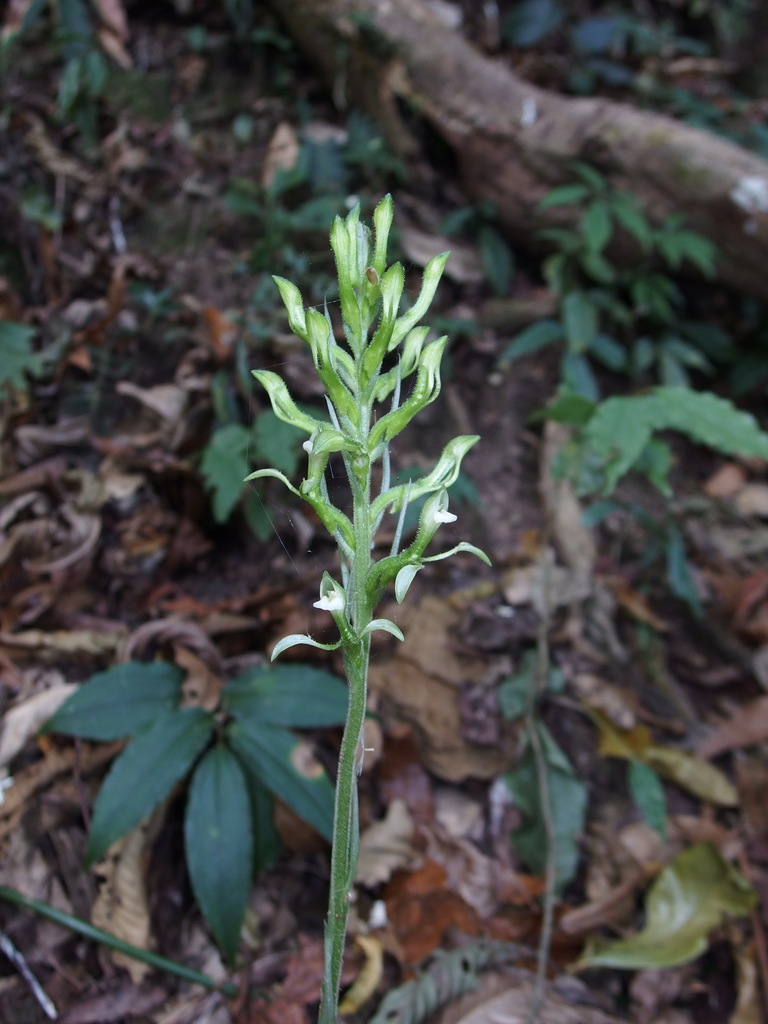 Pelexia funckiana