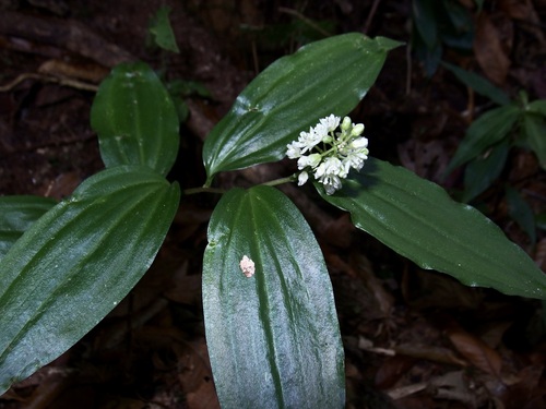 Maianthemum paniculatum (Maianthemum paniculatum)