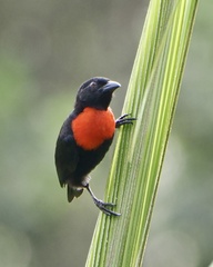 Red-Vented Malimbe photo 4