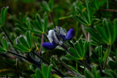 Lupinus polycarpus