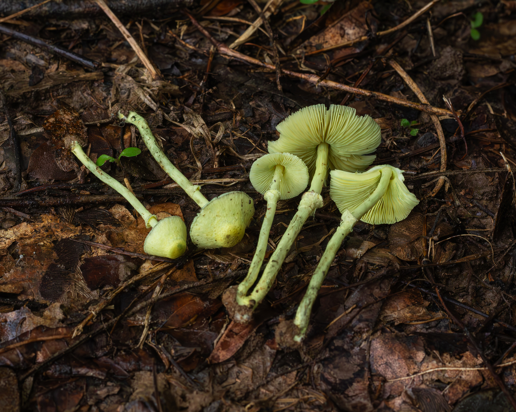 Leucoagaricus sulphurellus · February 2024 · photo: © deniszabin (iNaturalist, cc-by)