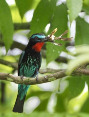 Black Bee-Eater photo 5