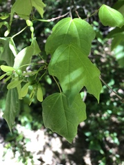 Acer leucoderme