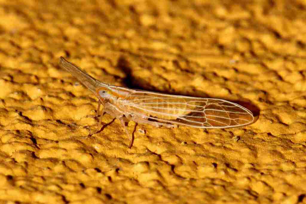 Tanycranus