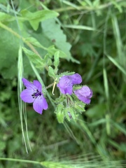 Pholistoma auritum auritum