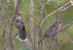 Campylorhynchus yucatanicus