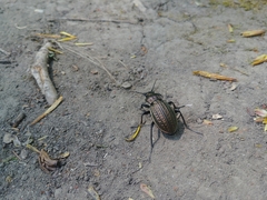 Carabus ulrichii