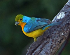 Passerina leclancherii