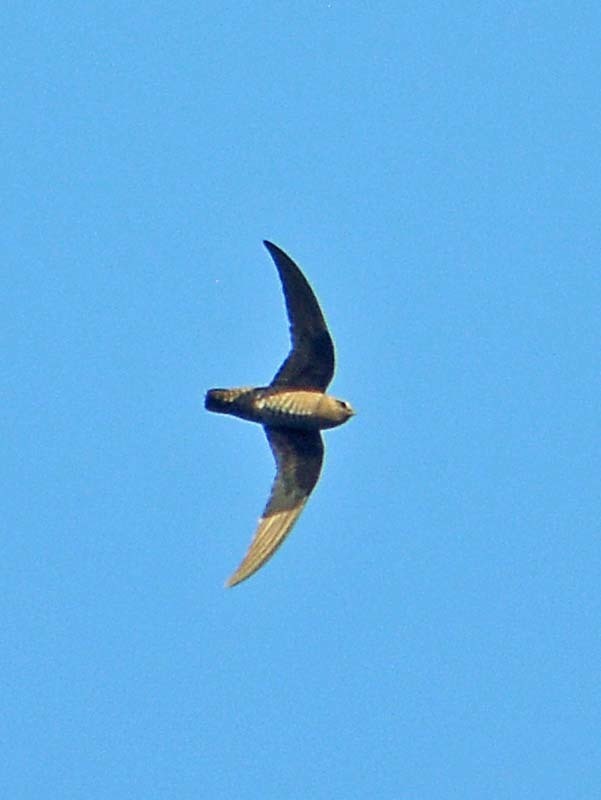 Black Swift