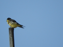 Spinus psaltria