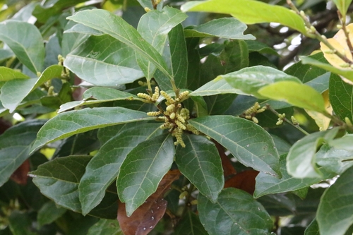 Aporosa octandra (Aporosa octandra)