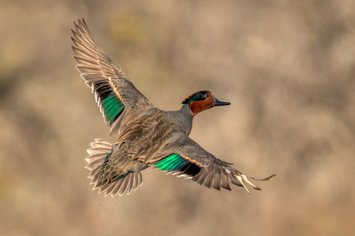 Green-winged Teal