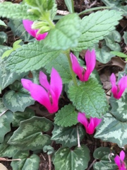 Cyclamen repandum