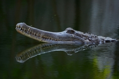 False Gharial photo 5