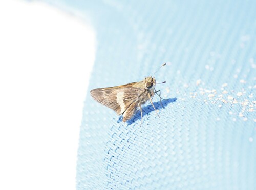 Mesogramma Skipper