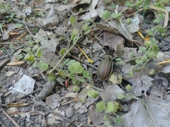 Carabus ulrichii