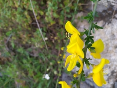 Cytisus scoparius insularis