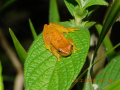 Mathiasson's Treefrog photo 3