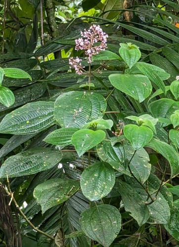 Miconia subcrustulata, photograph 4