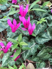 Cyclamen repandum