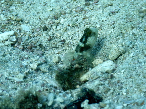 Wehrle's shrimpgoby (Cryptocentrus wehrlei) — Gobiidae — 2