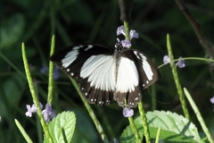 Papilio dardanus tibullus