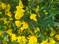 Cytisus scoparius insularis