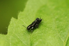 Tridactylidae