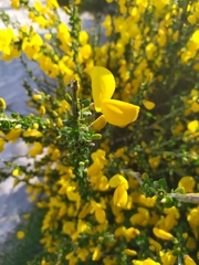 Cytisus scoparius insularis