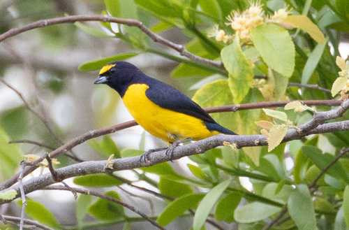 Subspecies Euphonia affinis affinis · iNaturalist