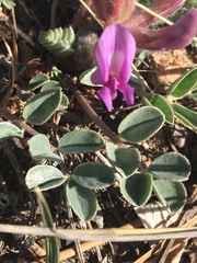 Astragalus shortianus