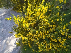 Cytisus scoparius insularis