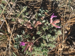 Astragalus shortianus