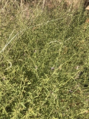 Hermannia glanduligera