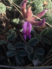 Astragalus shortianus