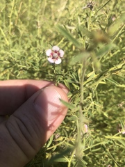 Hermannia glanduligera