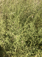 Hermannia glanduligera