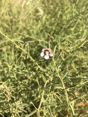 Hermannia glanduligera