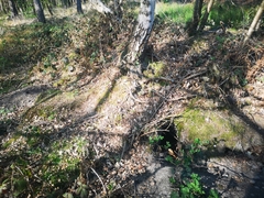 Vulpes vulpes crucigera