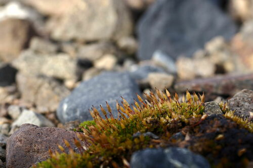 Image of Encalypta rhaptocarpa by no rights reserved