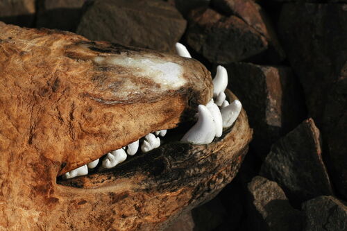 Crabeater Seal (Lobodon carcinophaga)